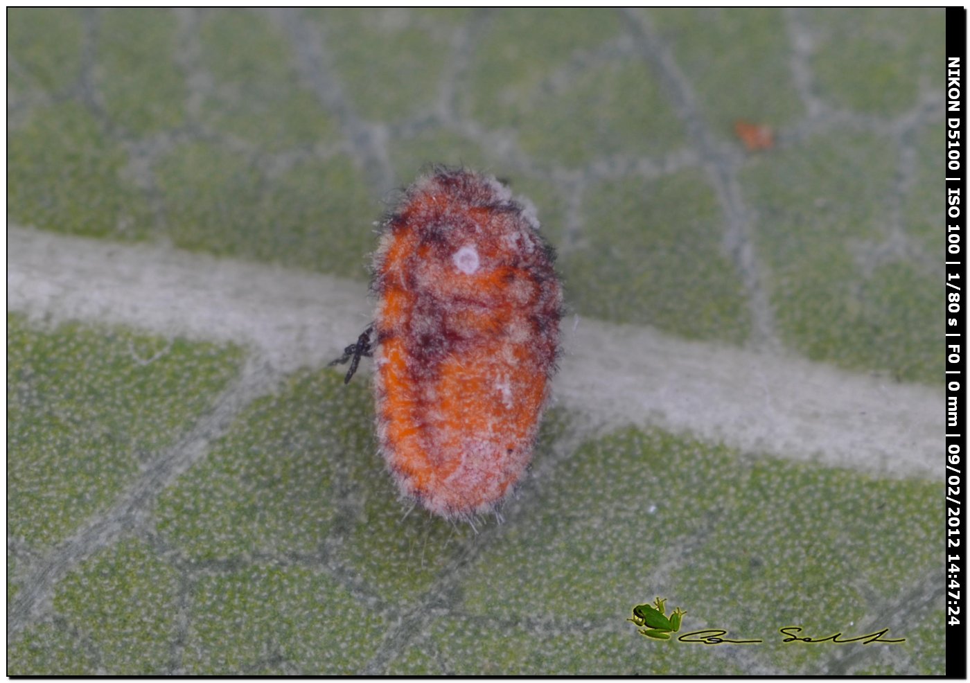 su foglia di pitosforo (Cocciniglia?)