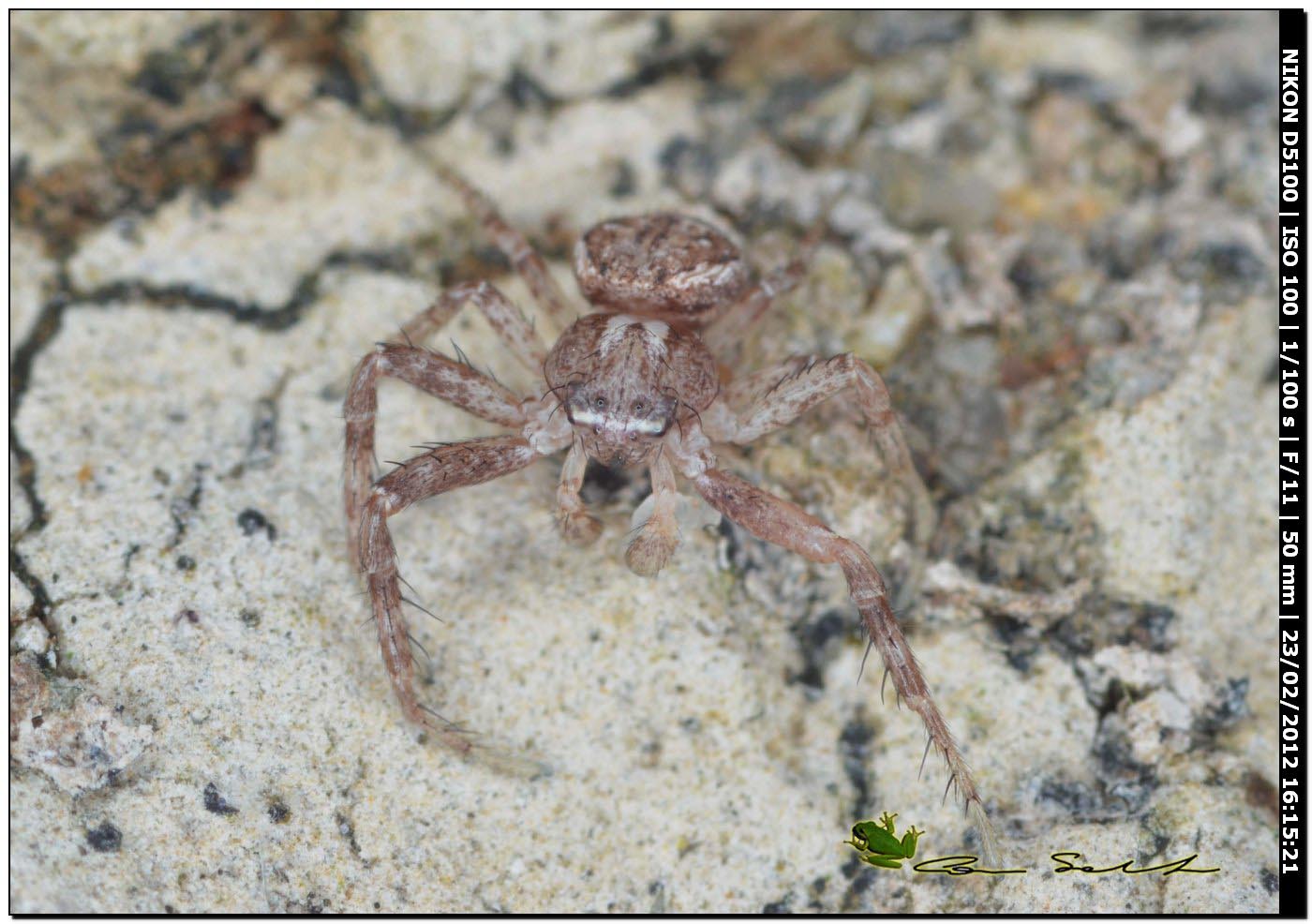 Xysticus sp. documentazione della muta