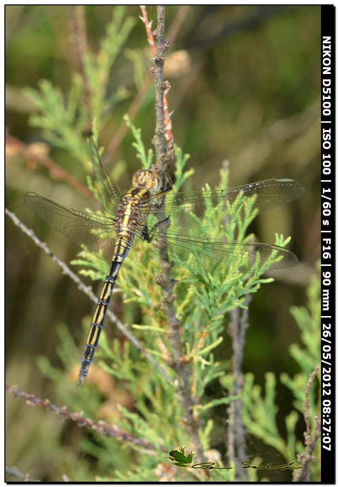 Orthetrum trinacria da Baratz