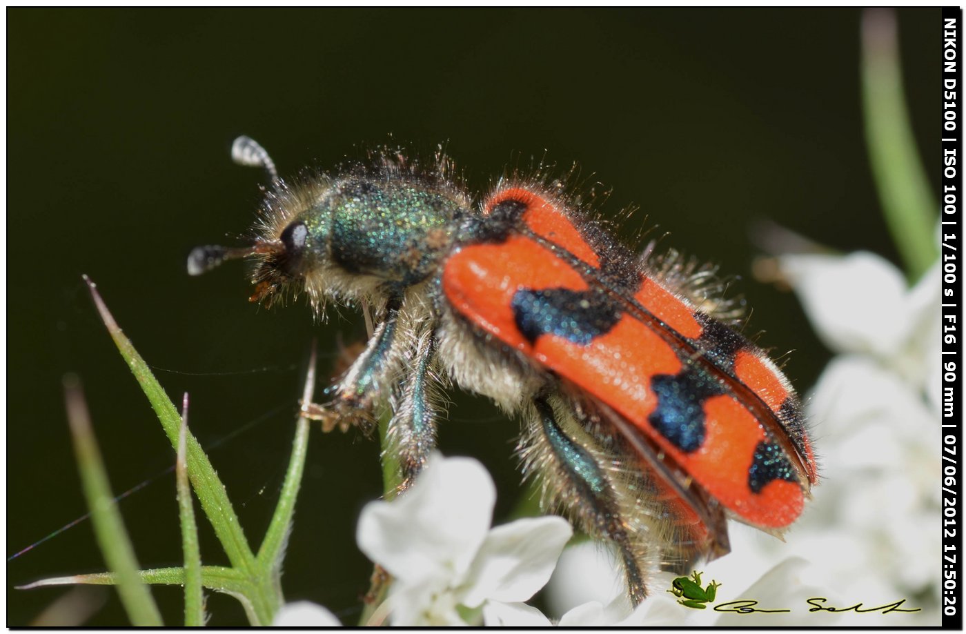Trichodes alvearius