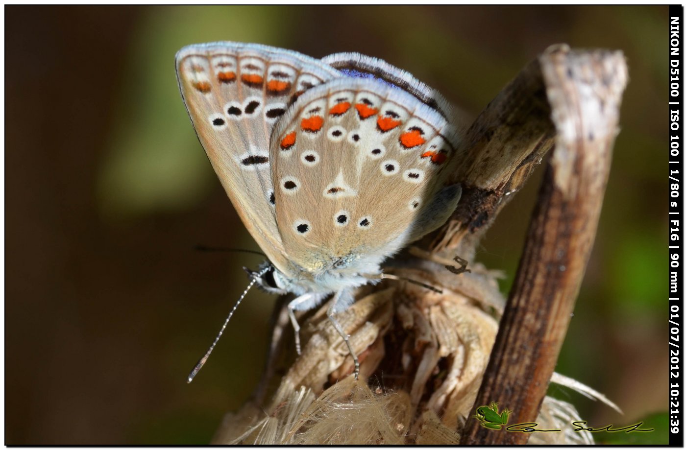 Polyommatus celina
