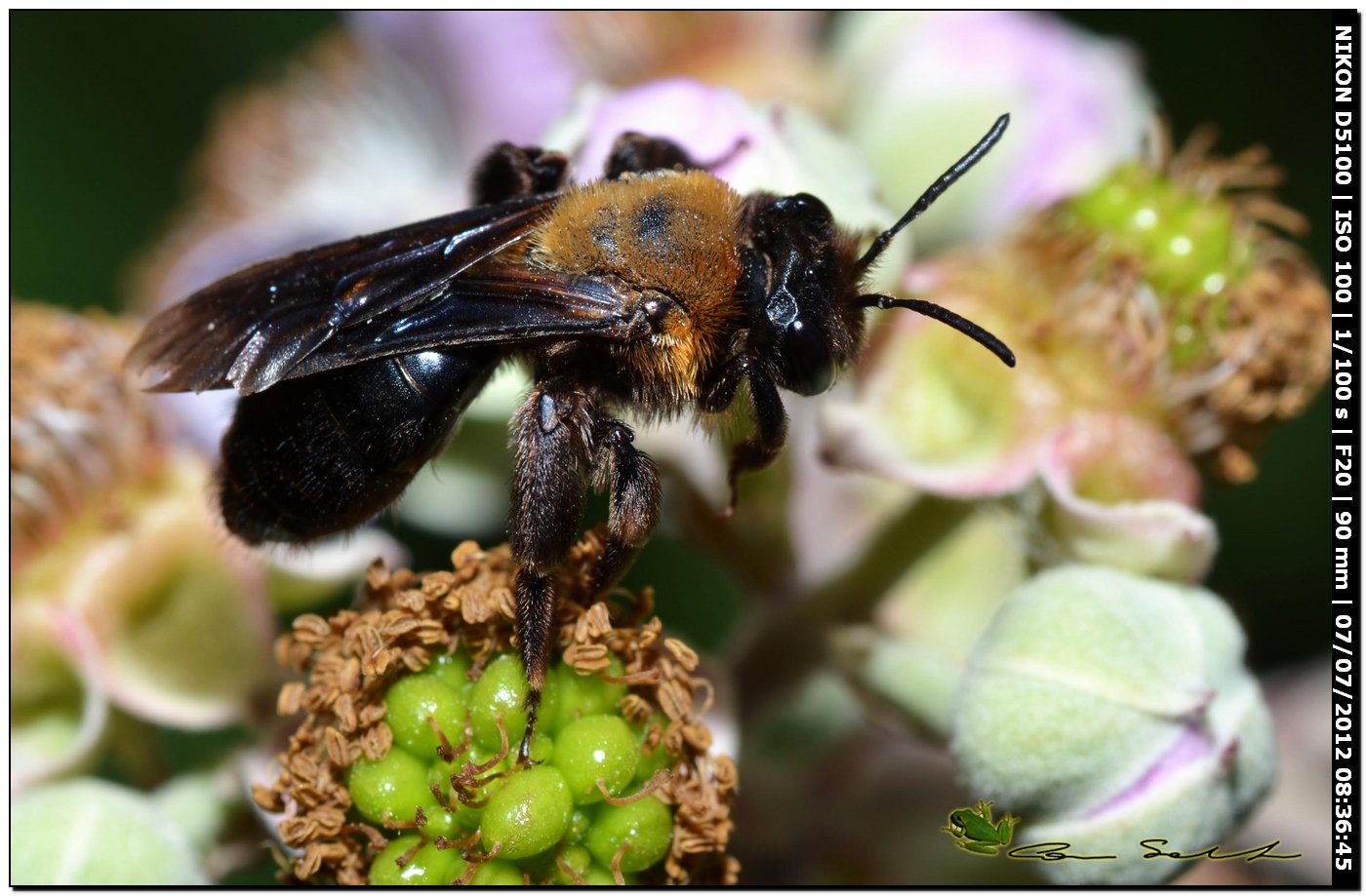 Femmina di Andrena thoracica