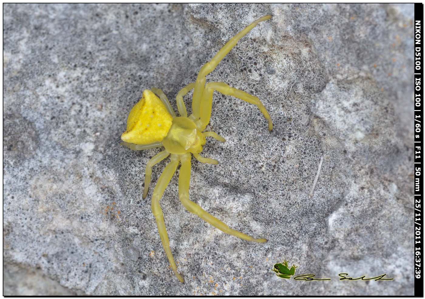 Thomisus onustus