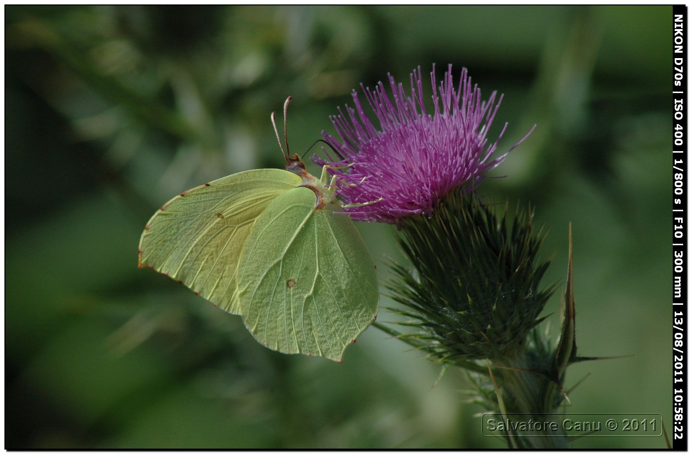 Gonepteryx cleopatra maschio su fiore di cardo selvatico