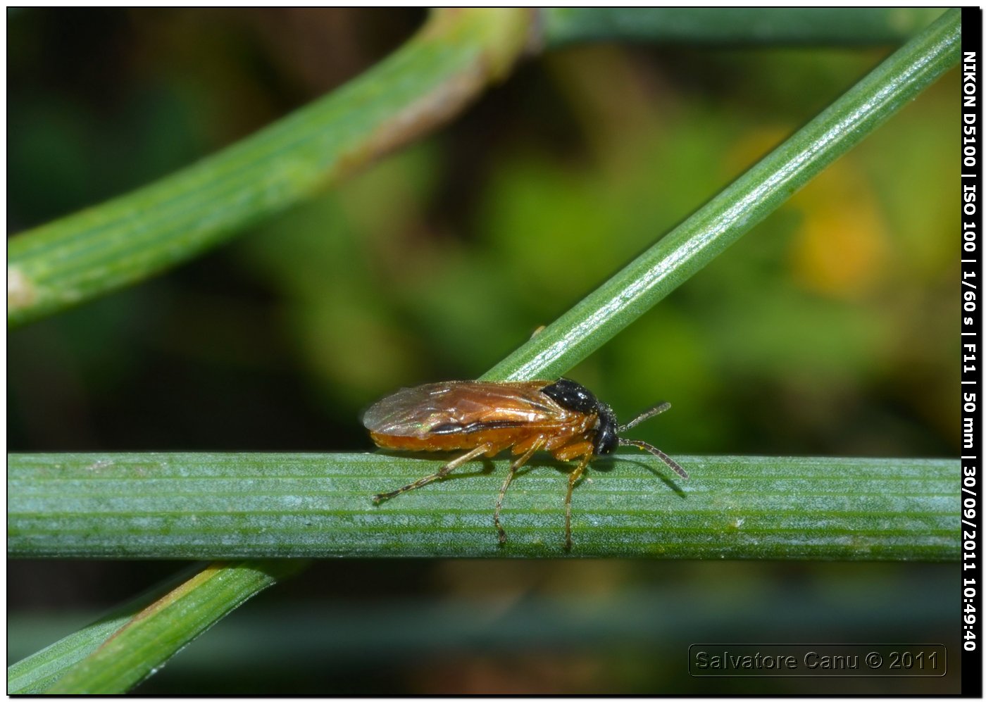 Athalia rosae e Hilaeus sp.
