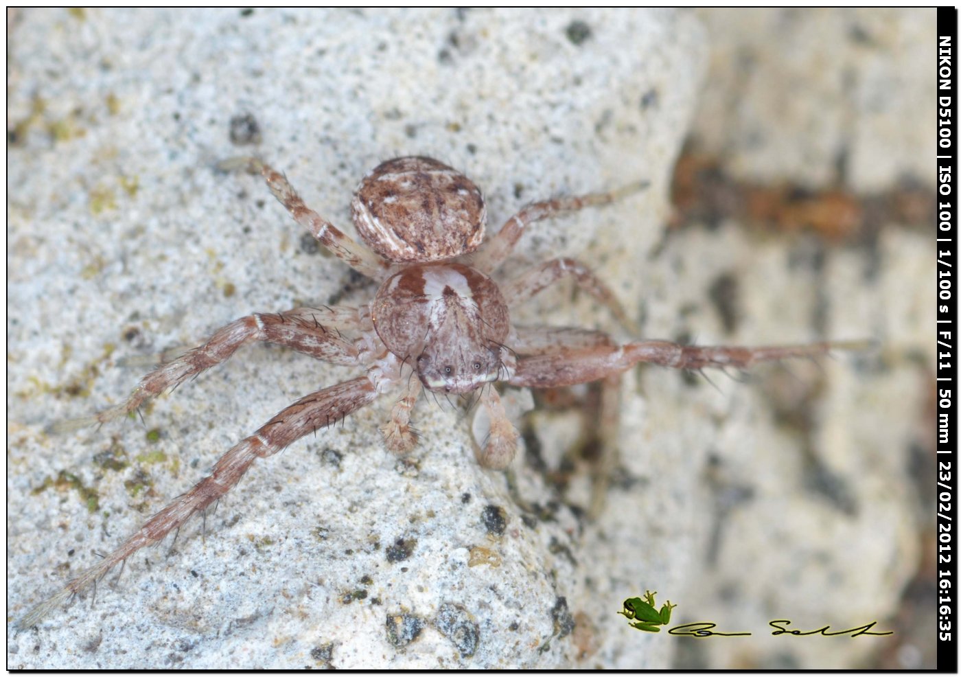 Xysticus sp. documentazione della muta