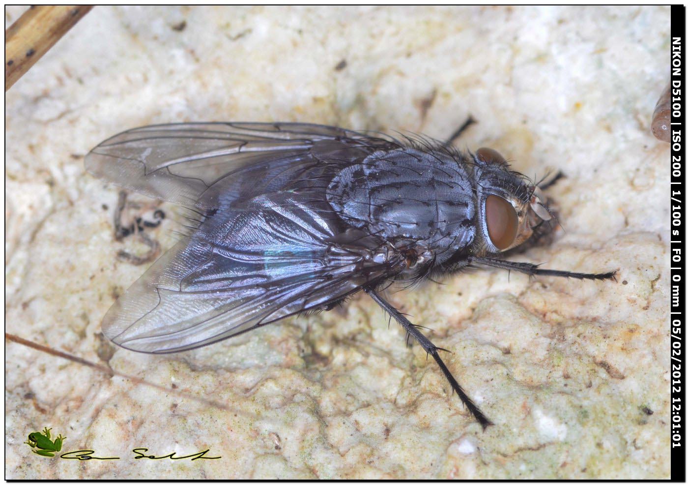 Calliphora vicina