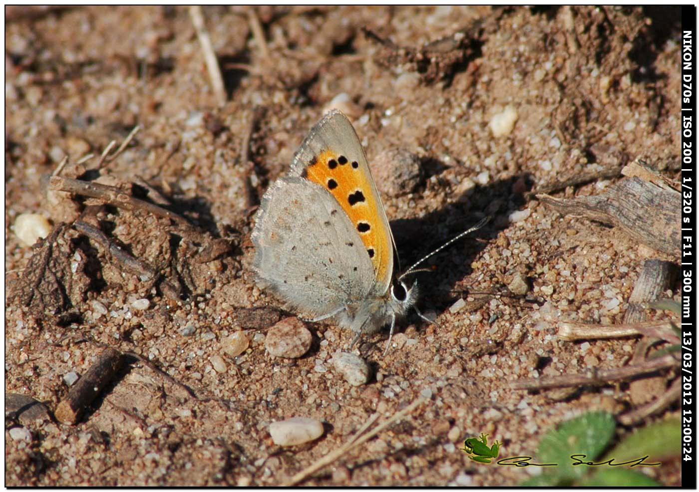 Lycaena phlaeas