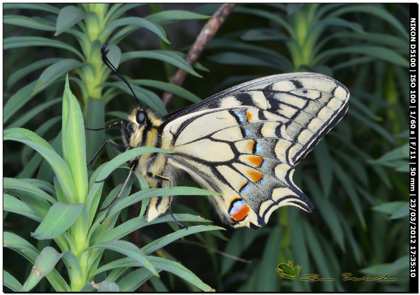 Papilio machaon