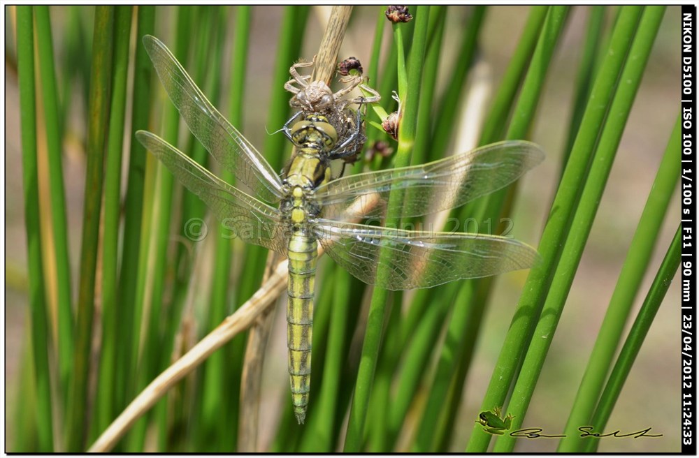 Orthetrum cancellatum, metamorfosi