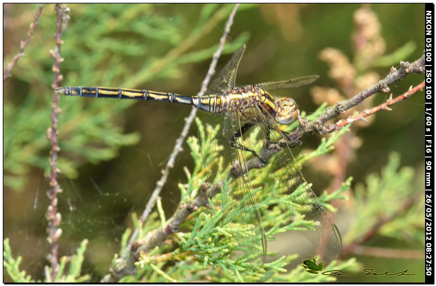 Orthetrum trinacria da Baratz
