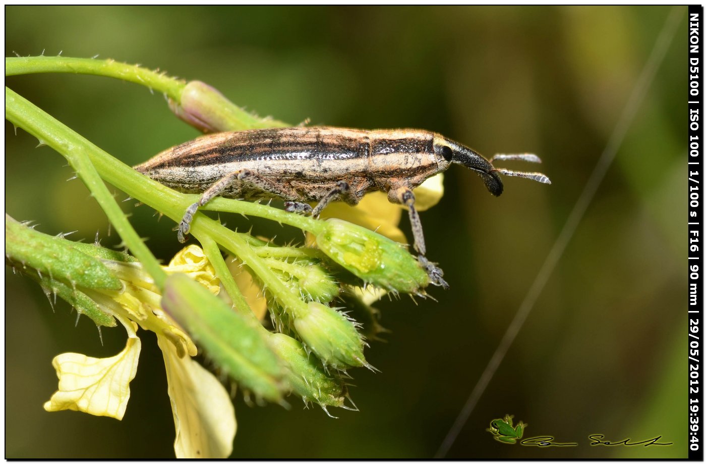 Lixus (Compsolixus) anguinus