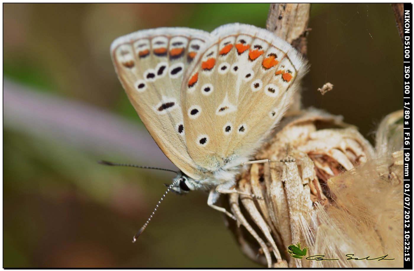 Polyommatus celina