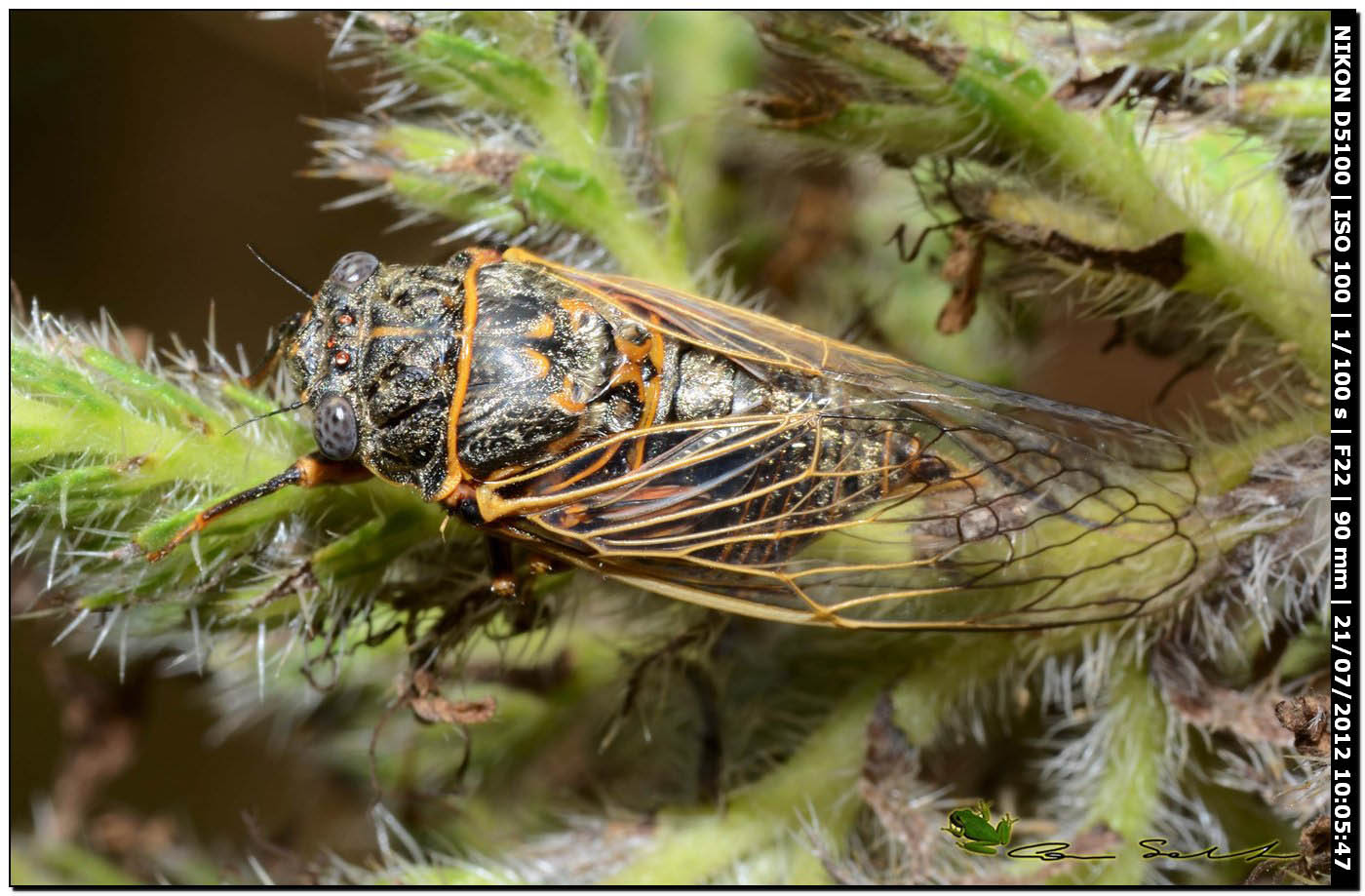 Cicadidae: Tibicina sp. della Sardegna