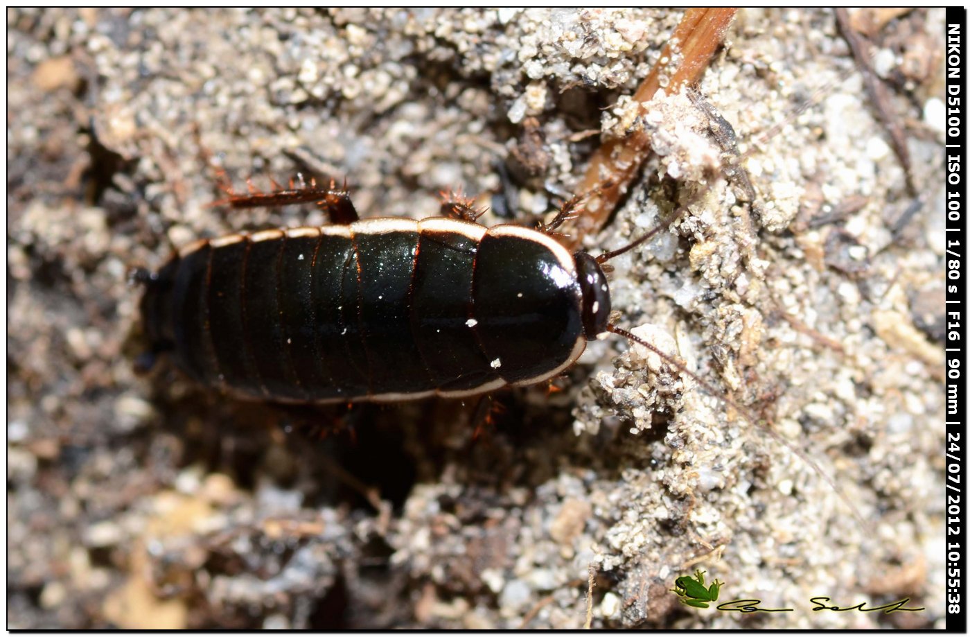 Loboptera decipiens (Germar, 1817)