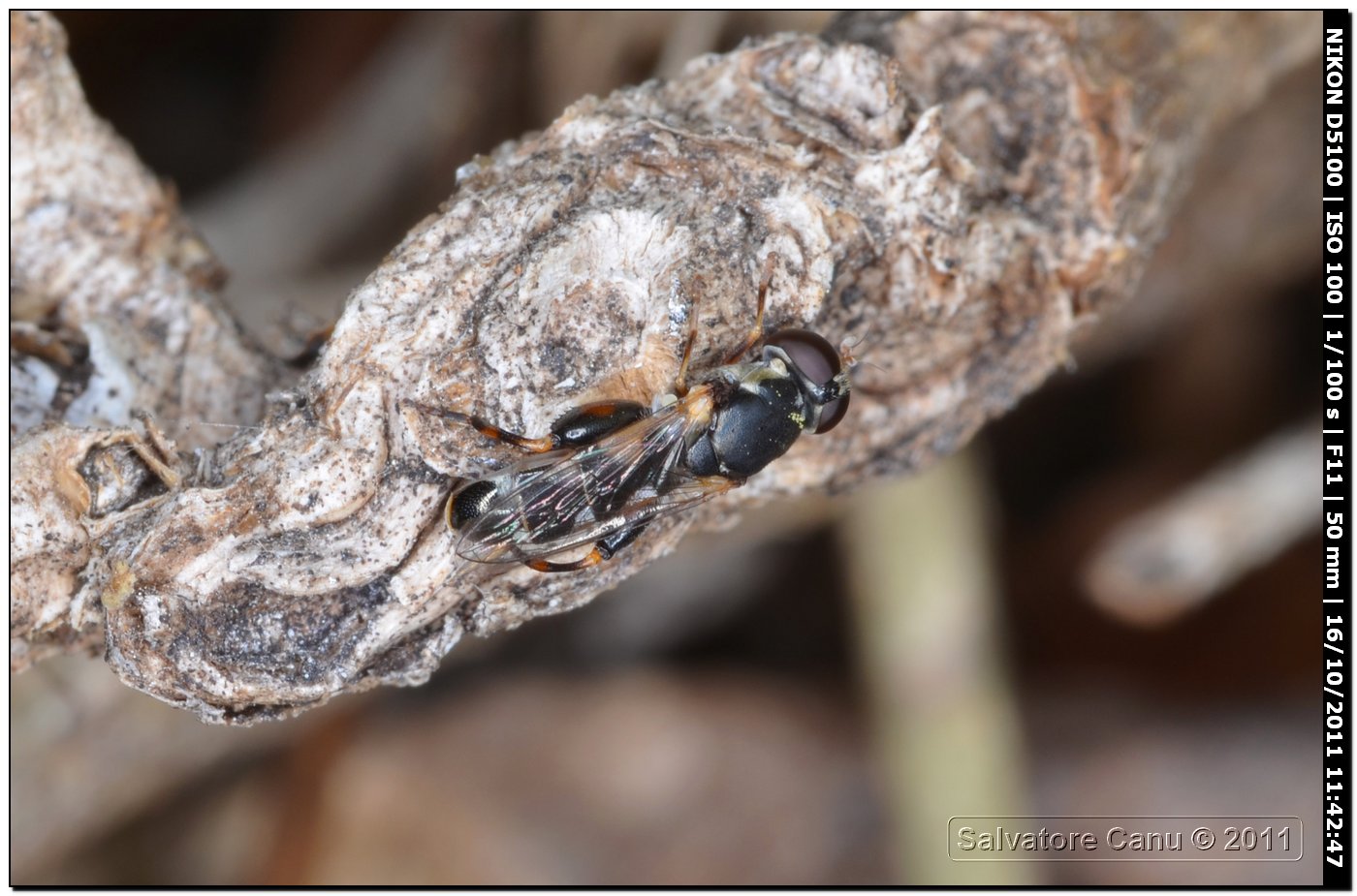 Syritta pipiens