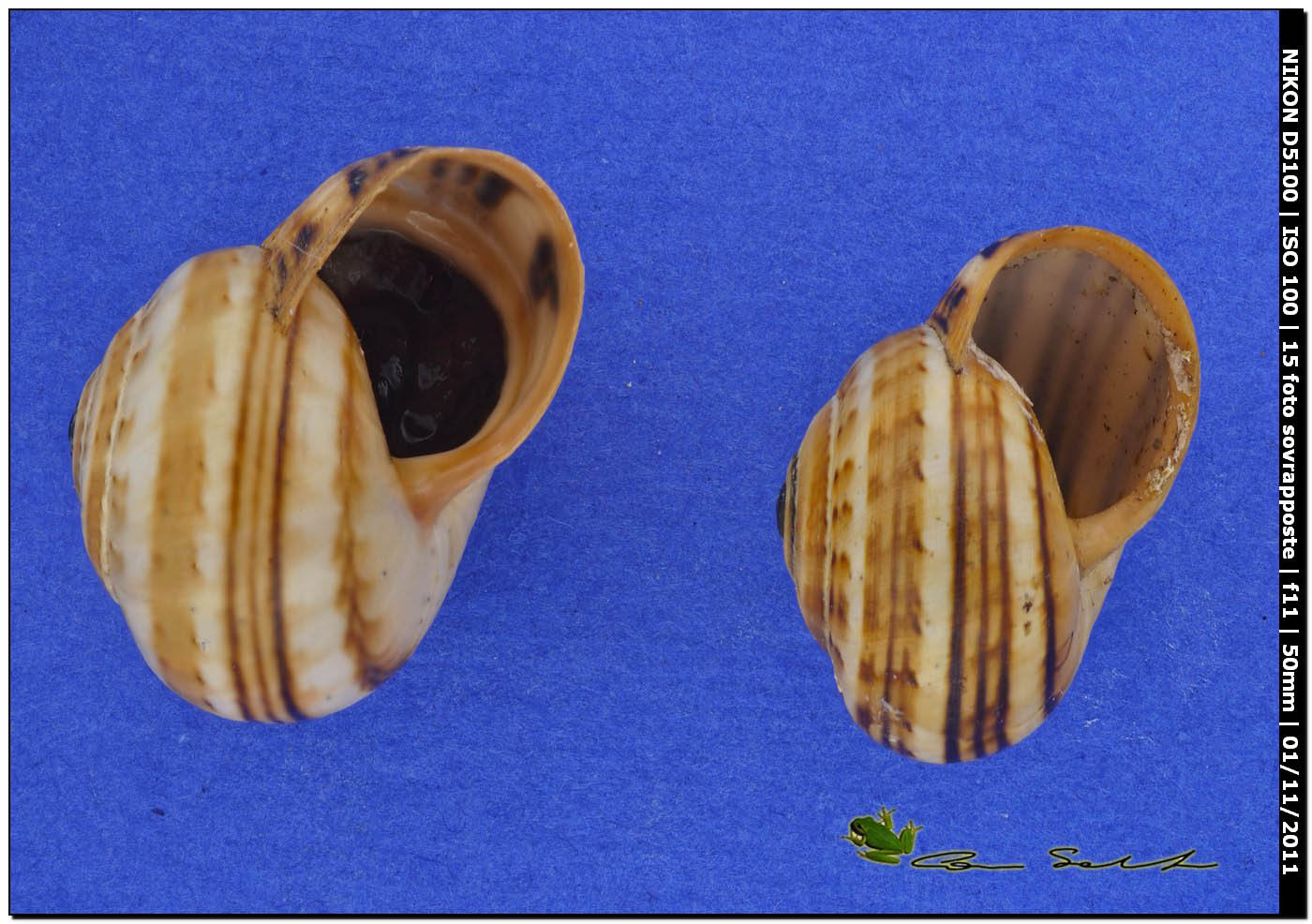 Theba pisana