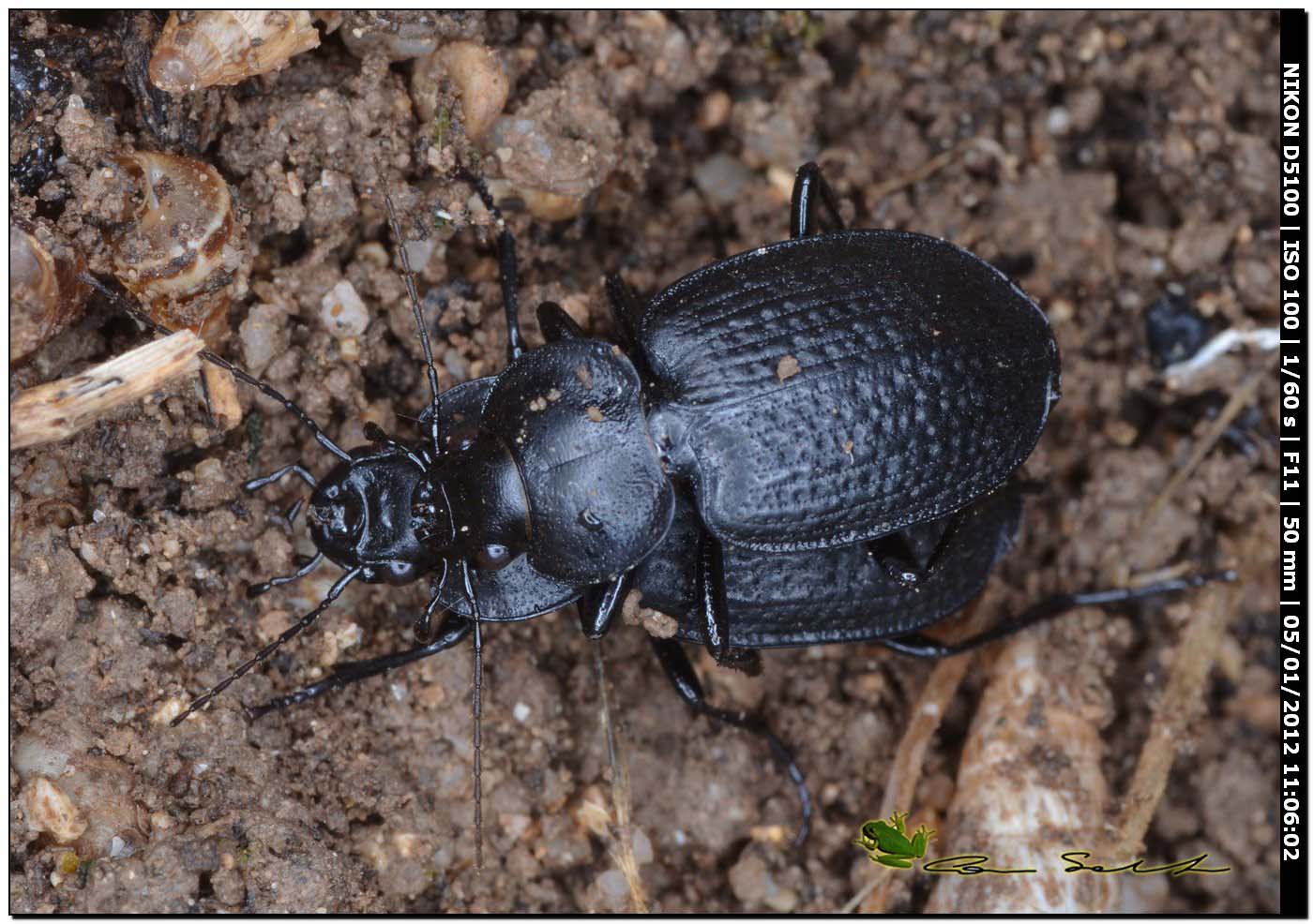 Licinus punctatulus