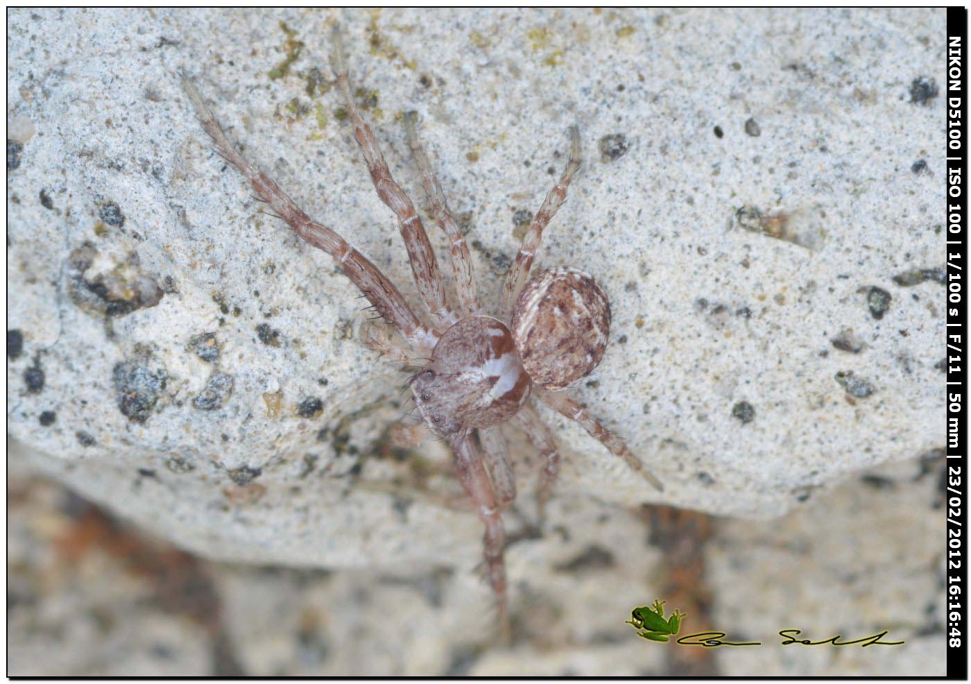 Xysticus sp. documentazione della muta
