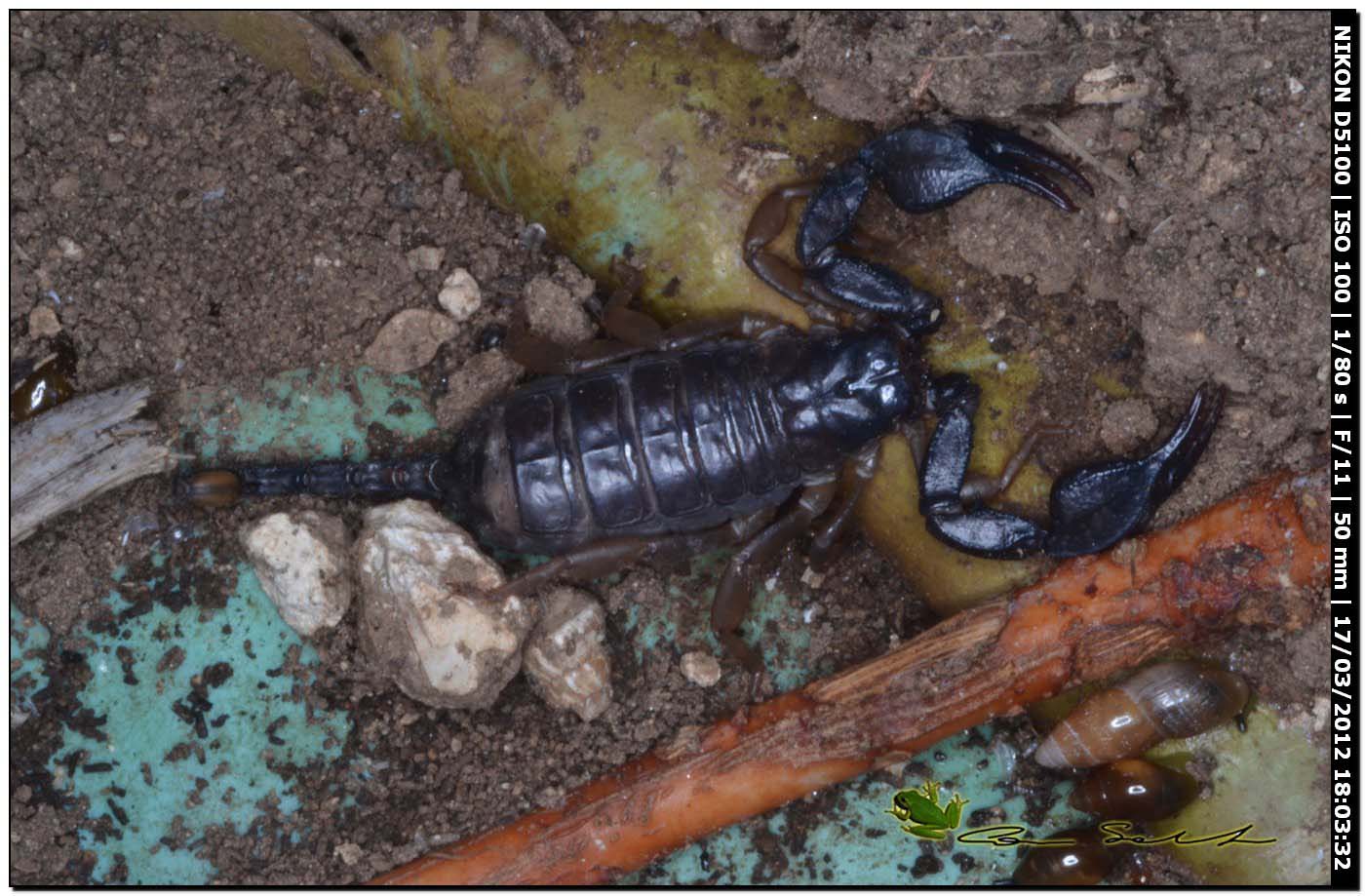 Euscorpius flavicaudis da Usini