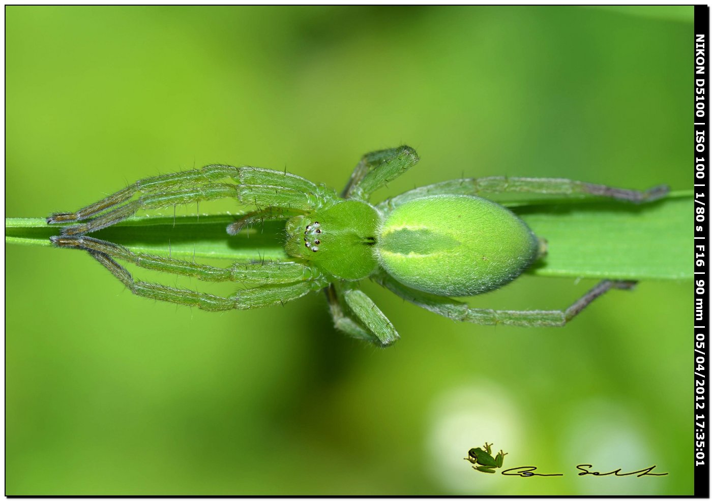 Micrommata ligurina