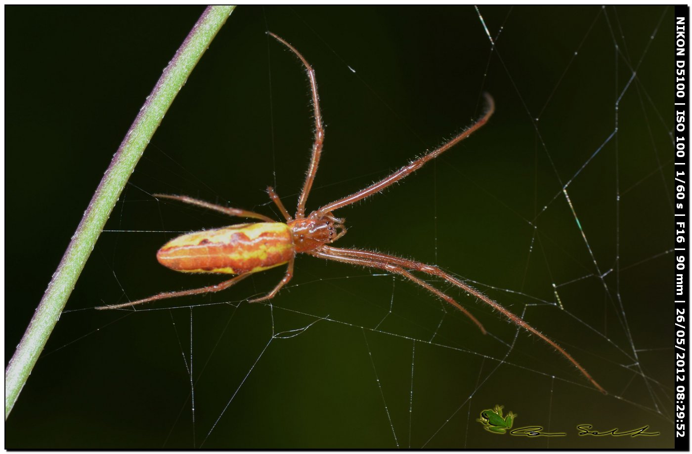 Tetragnatha sp.
