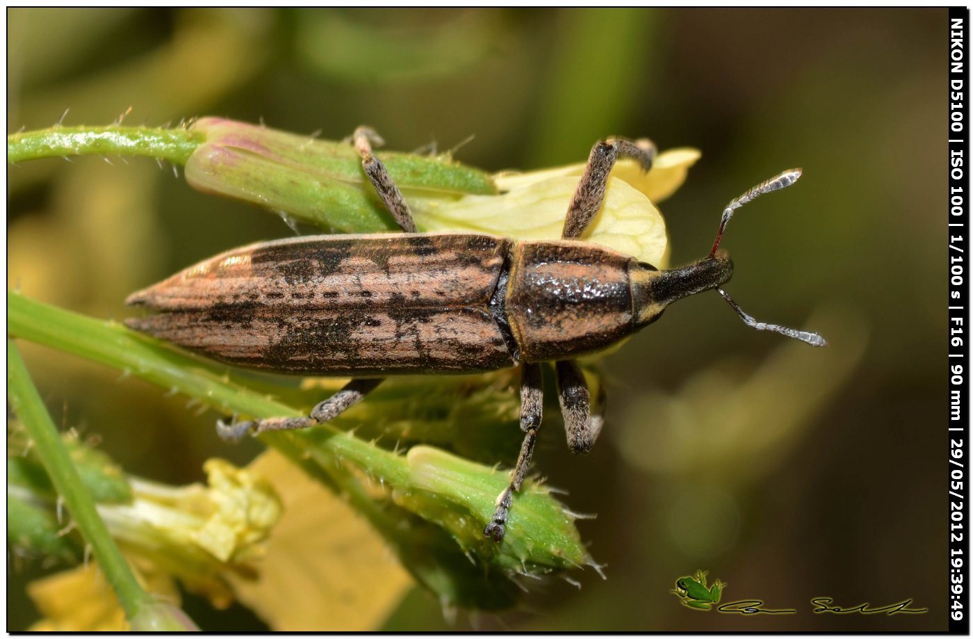Lixus (Compsolixus) anguinus
