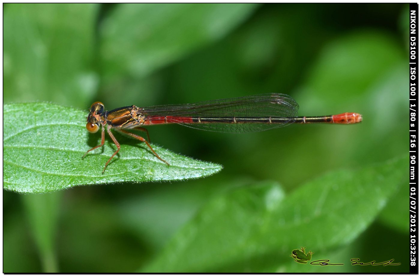 Ceriagrion tenellum ♀