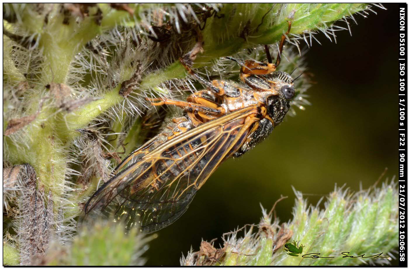 Cicadidae: Tibicina sp. della Sardegna