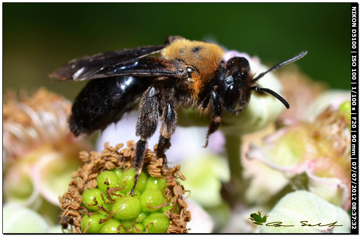 Femmina di Andrena thoracica