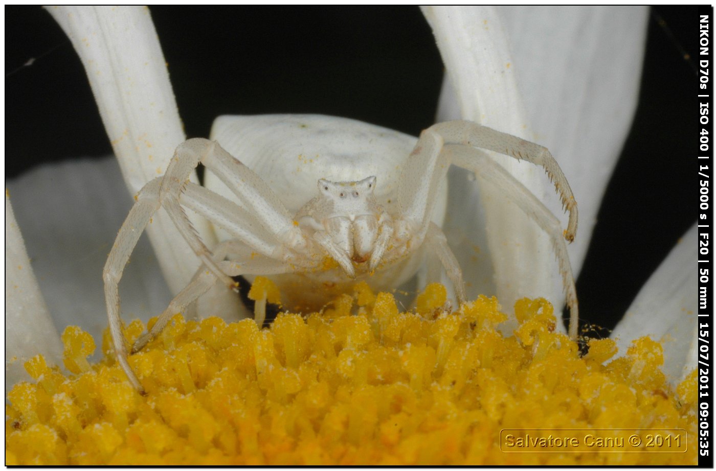 Utilizzo vecchio flash