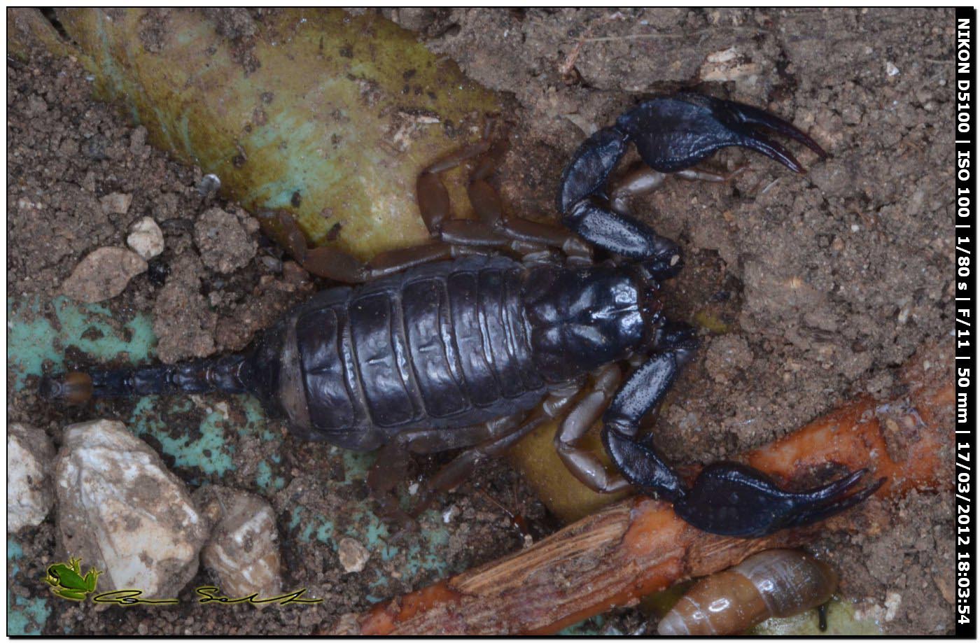 Euscorpius flavicaudis da Usini