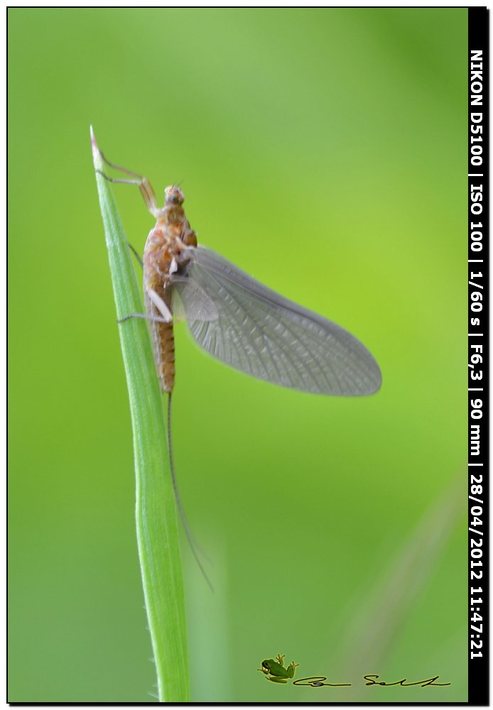 Ephemeroptera da determinare