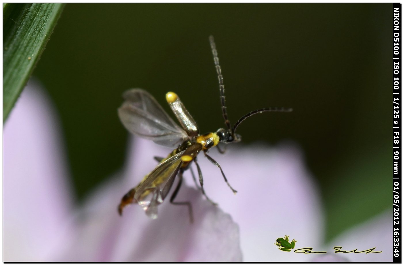 Cantharidae: Malthodes sp.