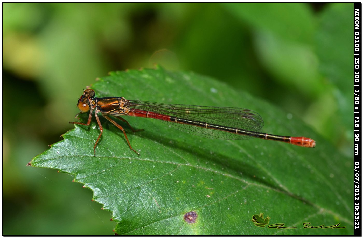 Ceriagrion tenellum ♀