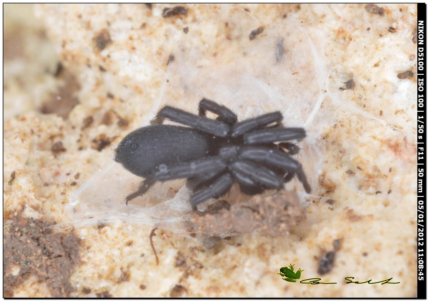 Gnaphosidae