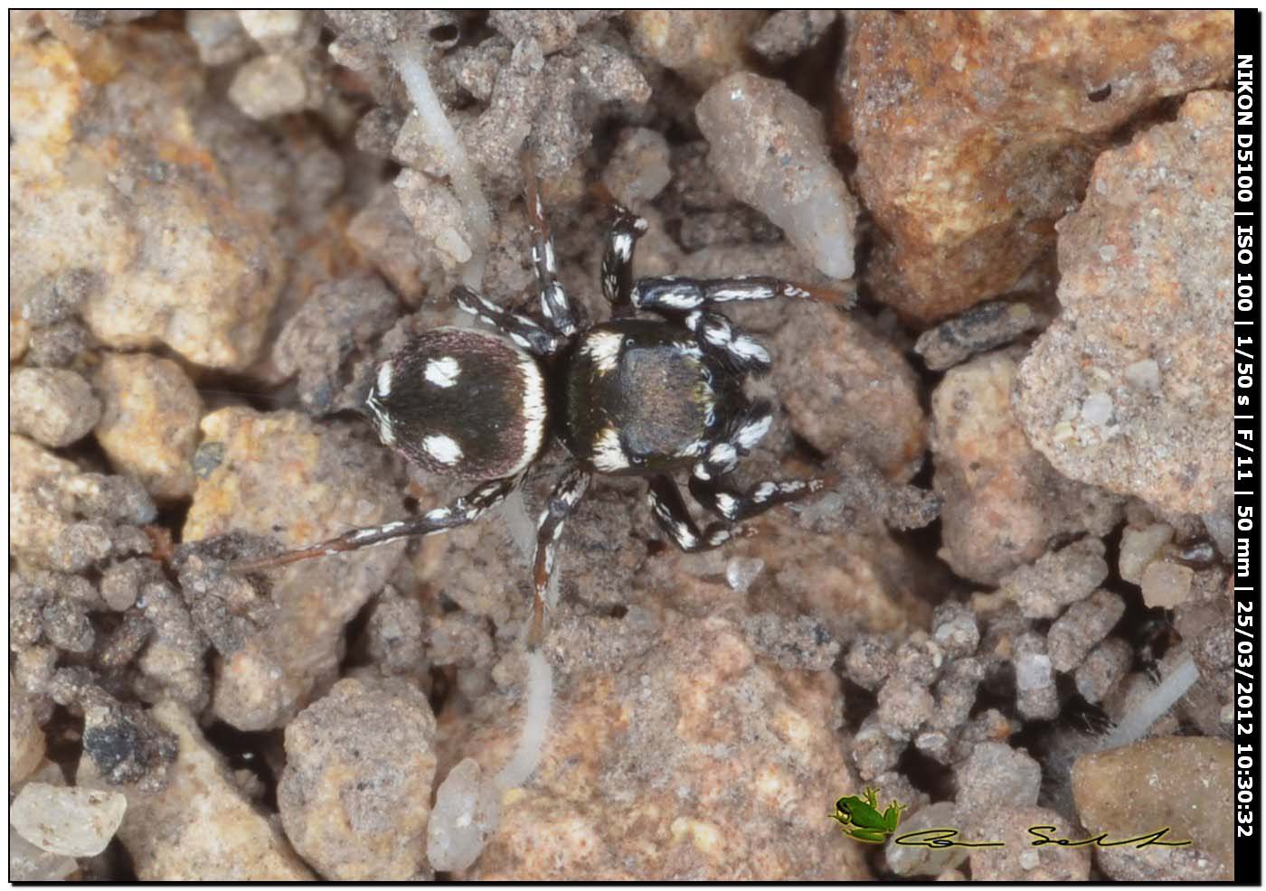 Heliophanus cf. apiatus