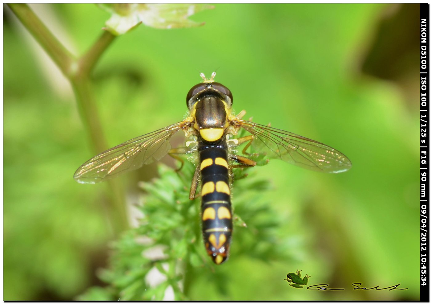 Sphaerophoria sp.