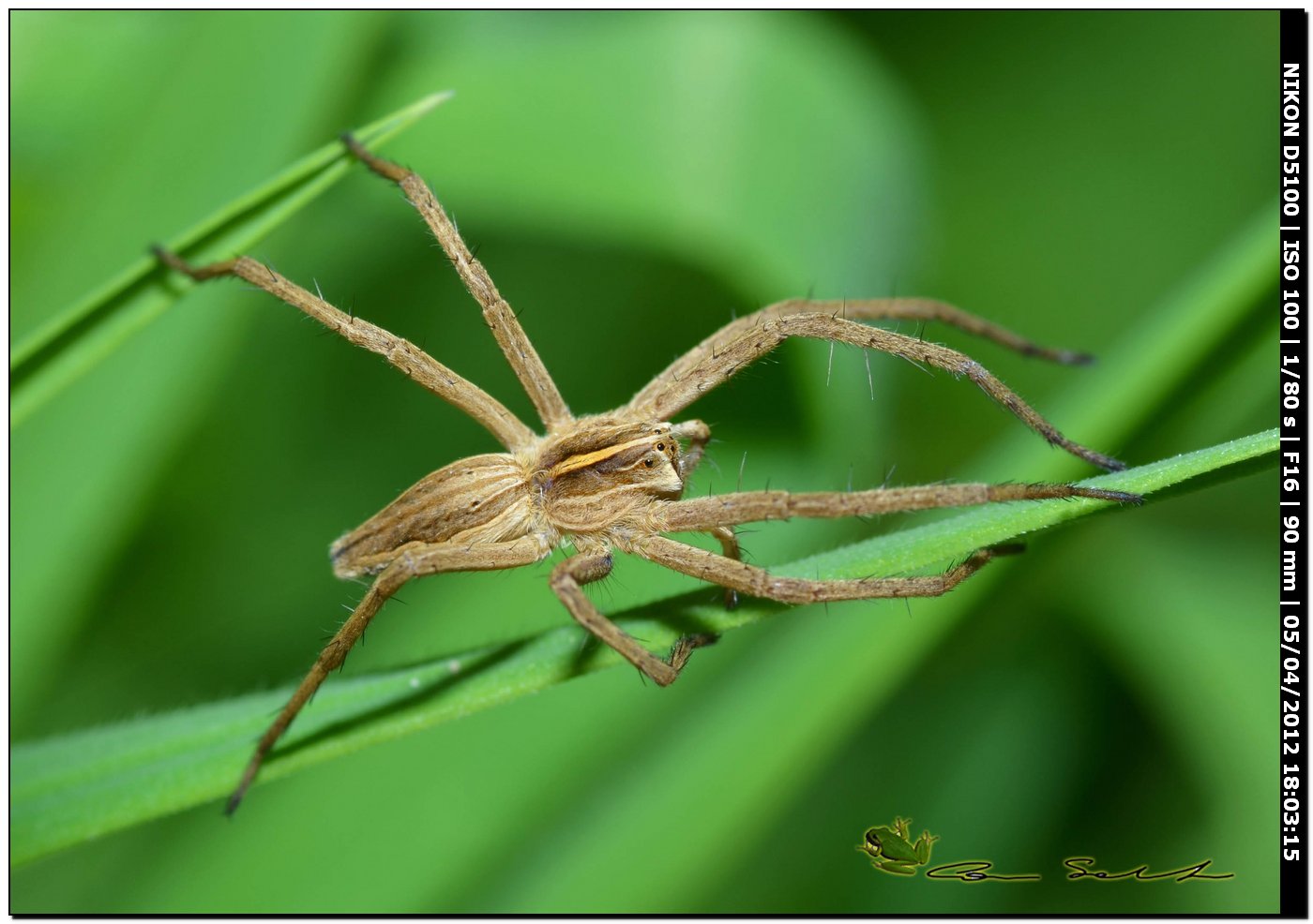 Pisaura sp.