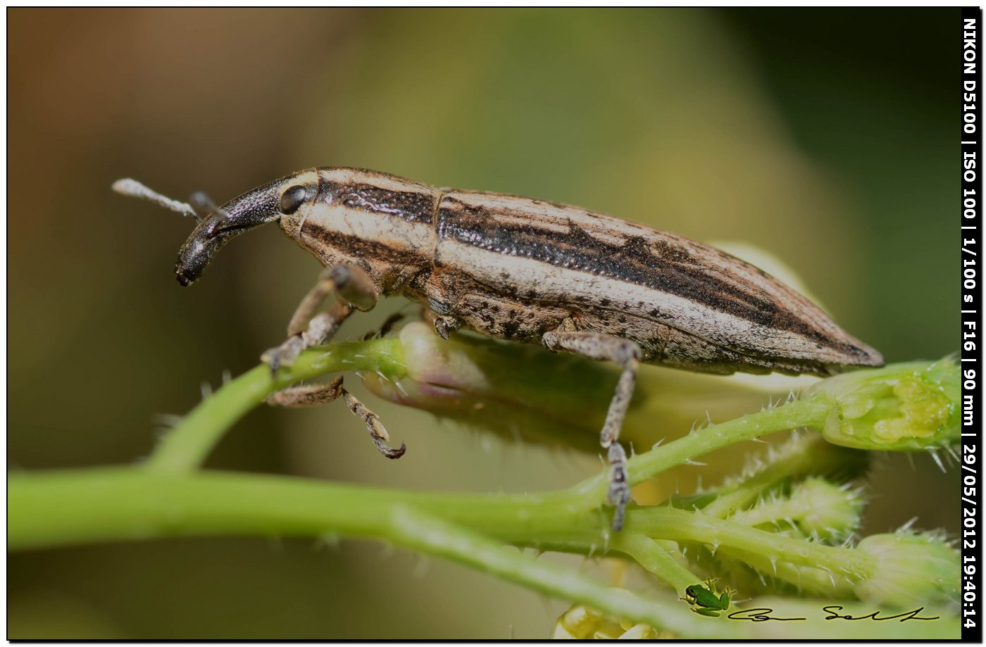 Lixus (Compsolixus) anguinus