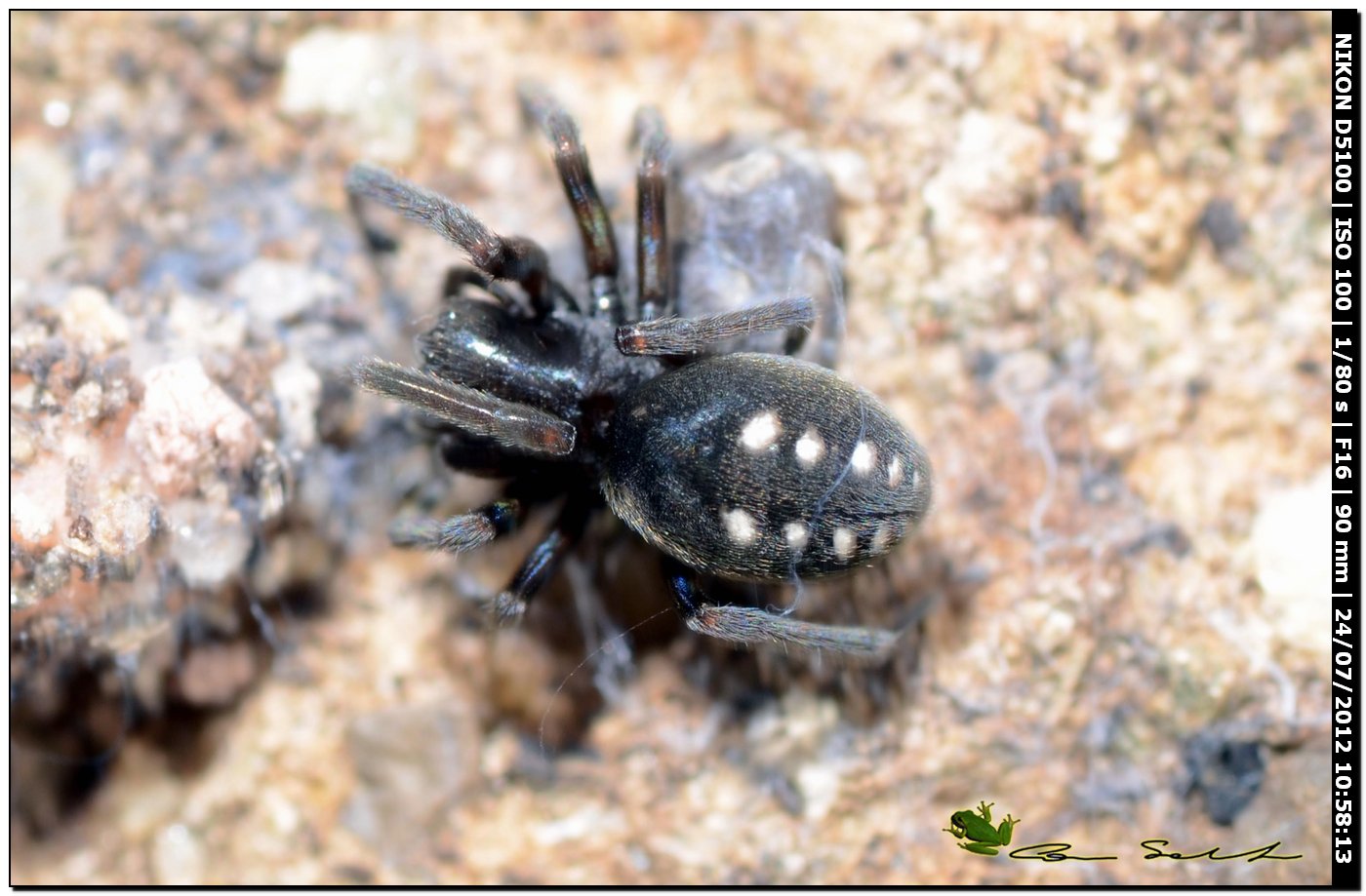 Nurscia albomaculata