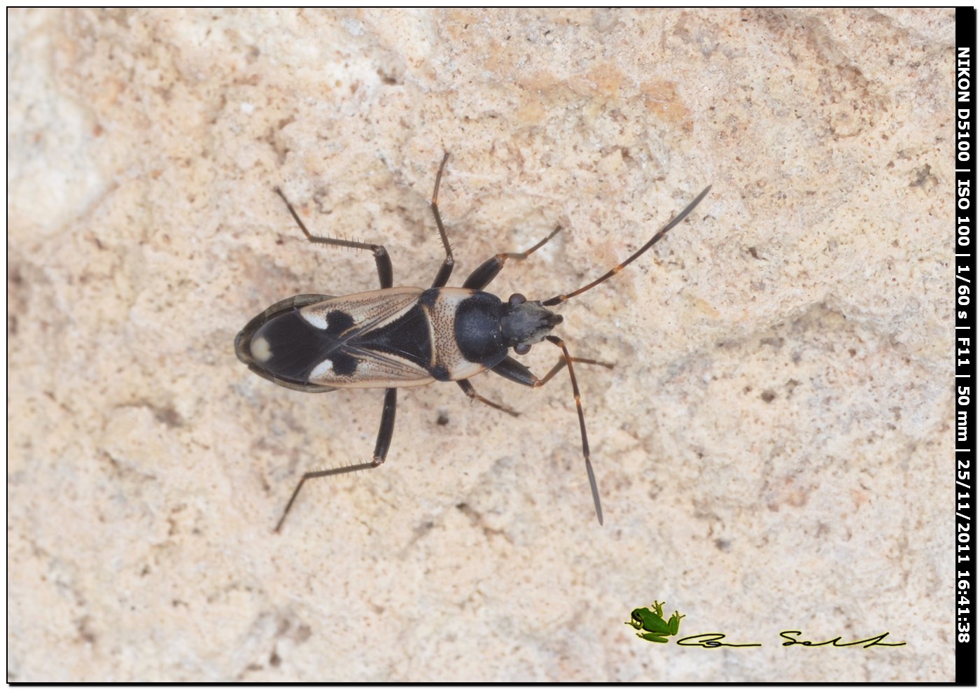 Lygaeidae: Raglius confusus di usini (SS)