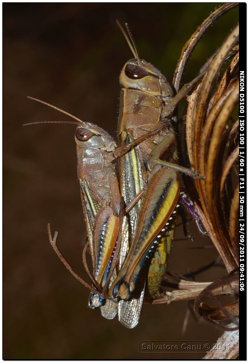 Eyprepocnemis plorans