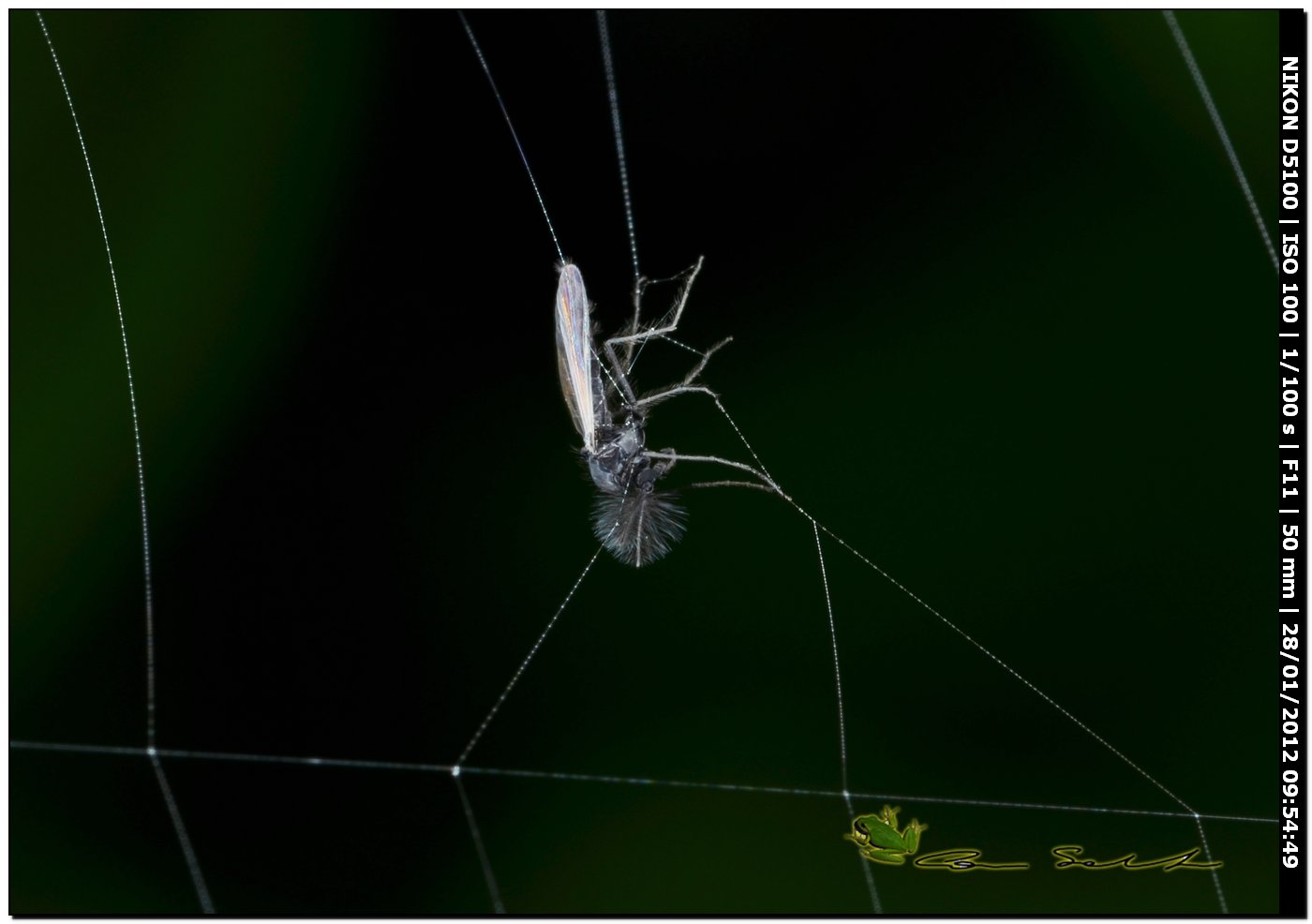 Chironomidae