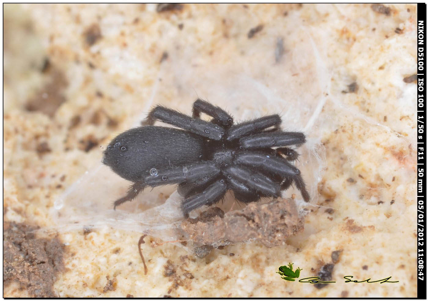 Gnaphosidae