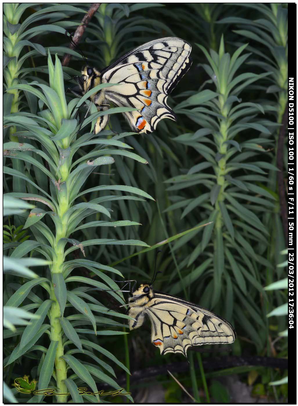 Papilio machaon