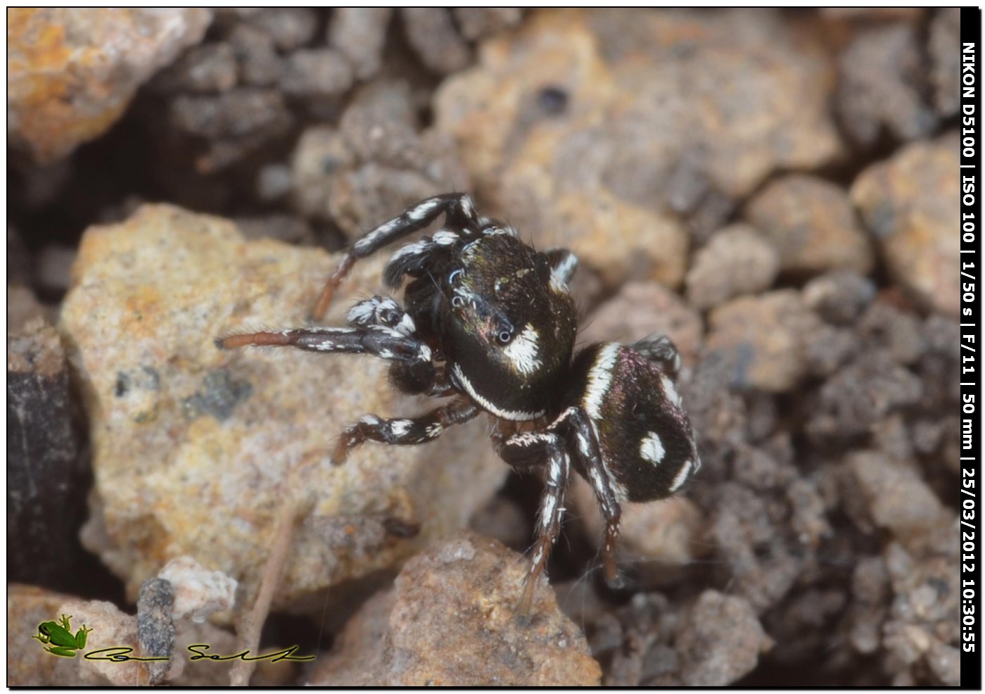 Heliophanus cf. apiatus