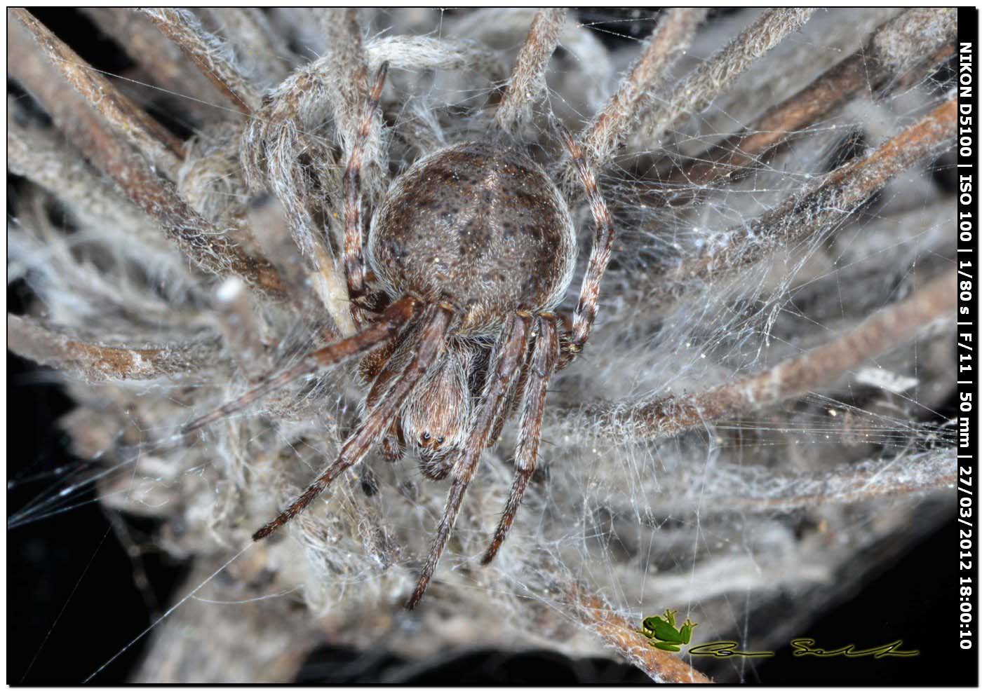 Agalenatea redii