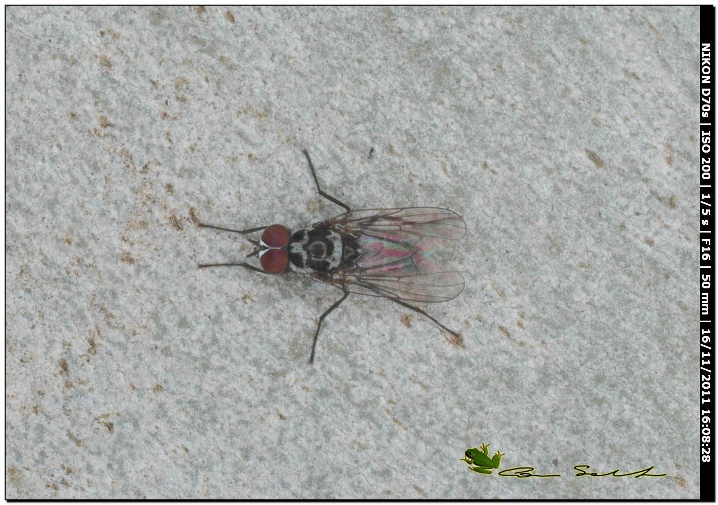 Anthomyia sp.