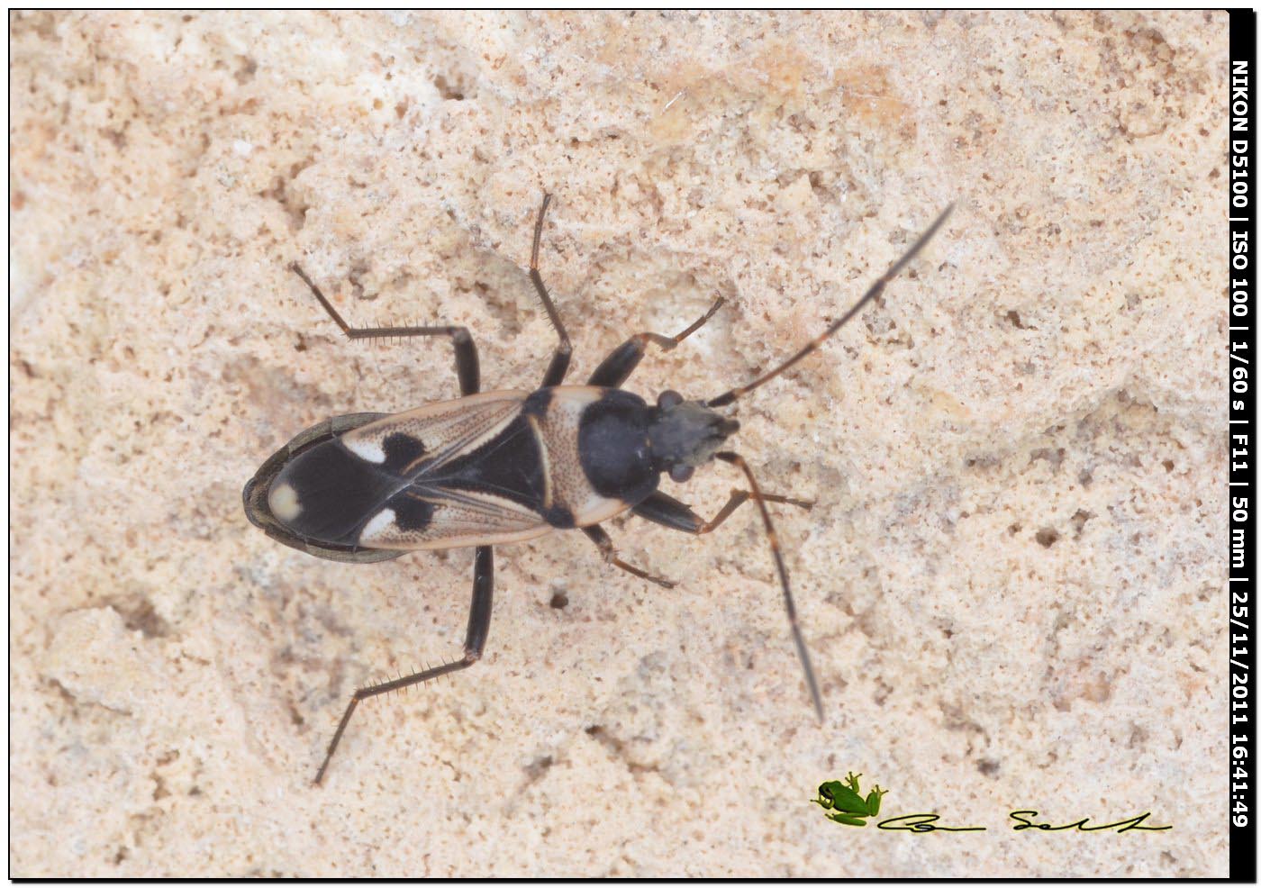 Lygaeidae: Raglius confusus di usini (SS)